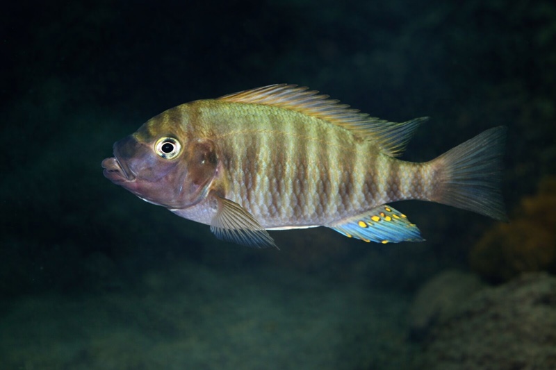 Petrochromis fasciolatus 'Kalambo Lodge'